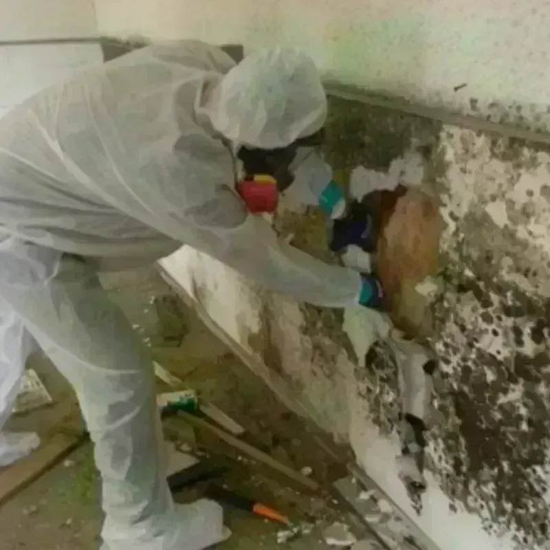 Mold Remediation and Removal in Ridgeland, SC